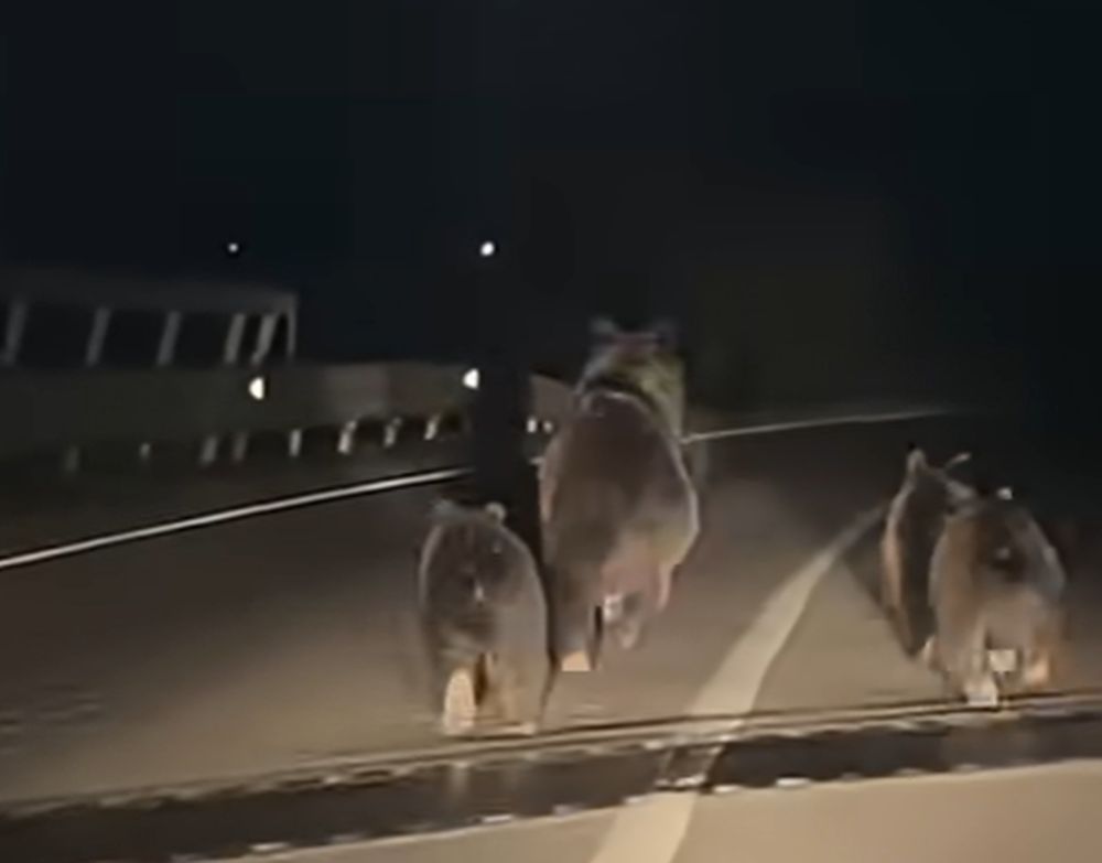 Ursoaică cu trei pui a fost surprinsă pe DN1, în județul Alba, în fața unui autoturism