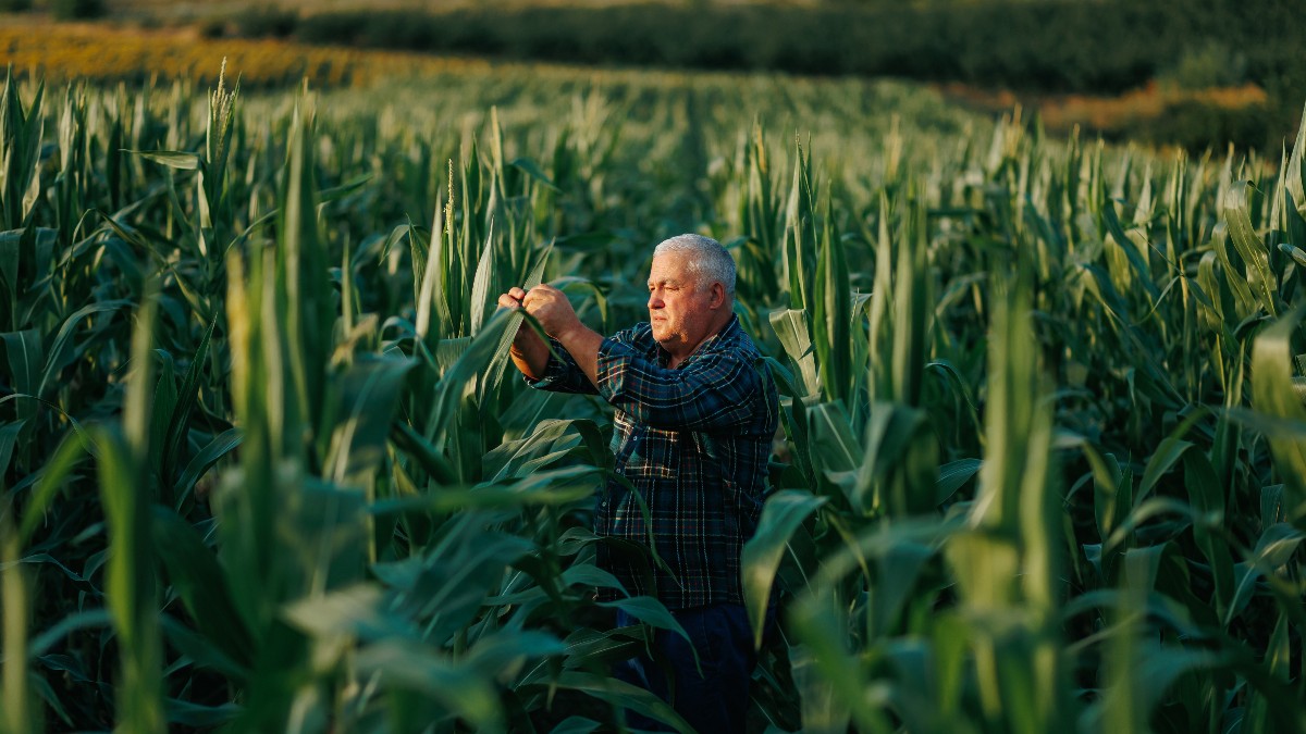 O insectă adusă în SUA pentru agricultură a devenit o specie invazivă care afectează și locuințele