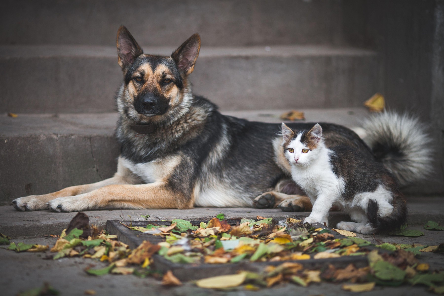 Manifestare masivă în București: peste 70 de ONG-uri protestează pentru drepturile animalelor