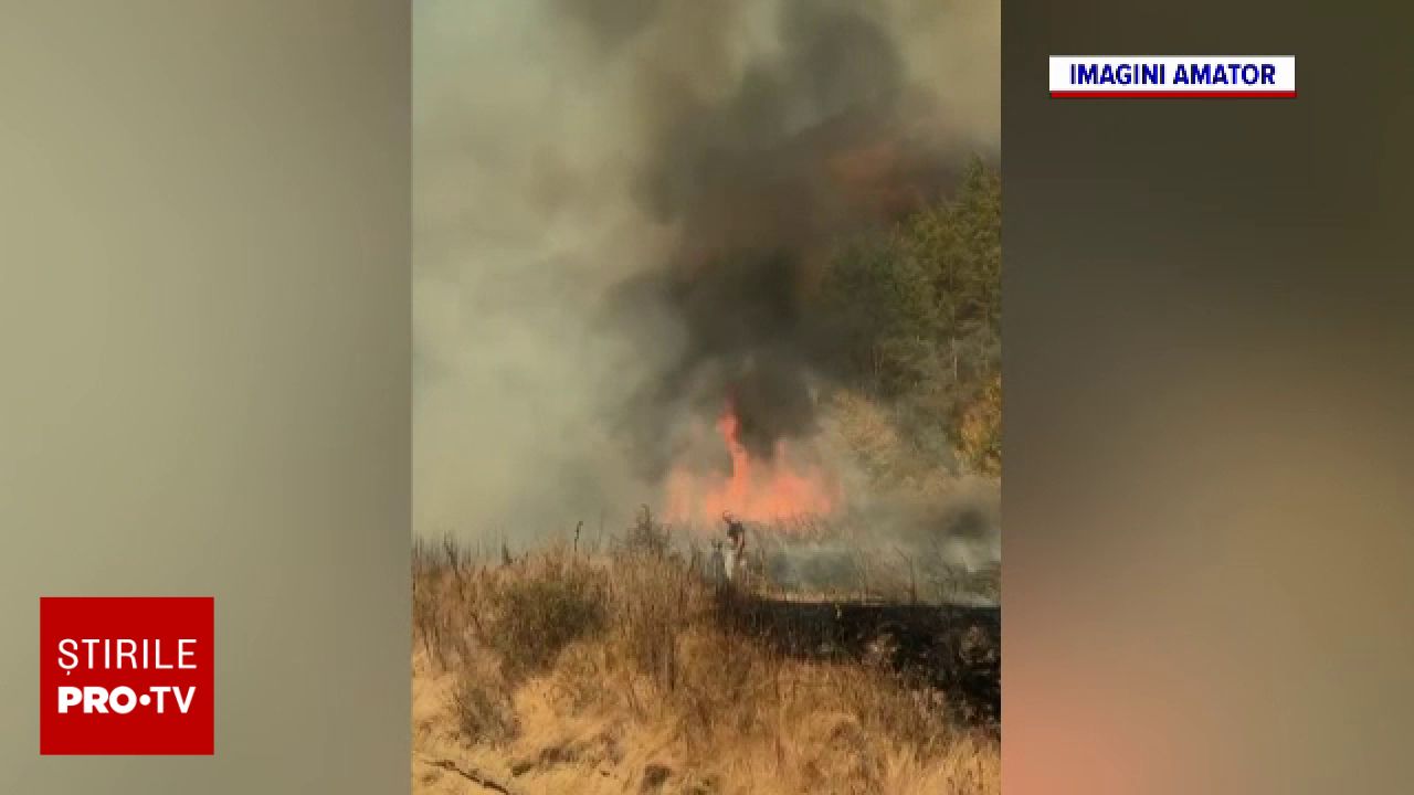 Incendiu de amploare într-o pădure de pini din Mehedinți, cu intervenția mai multor echipaje de pompieri