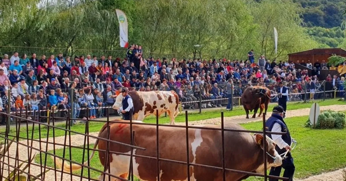 Taurul Woernitz a câștigat titlul de Mister Parada Taurilor la Sângeorgiu de Mureș