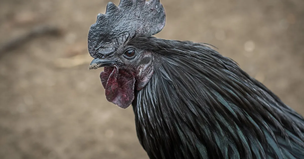 Ayam Cemani: Rasa de găini care costă 3.000 de dolari per exemplar