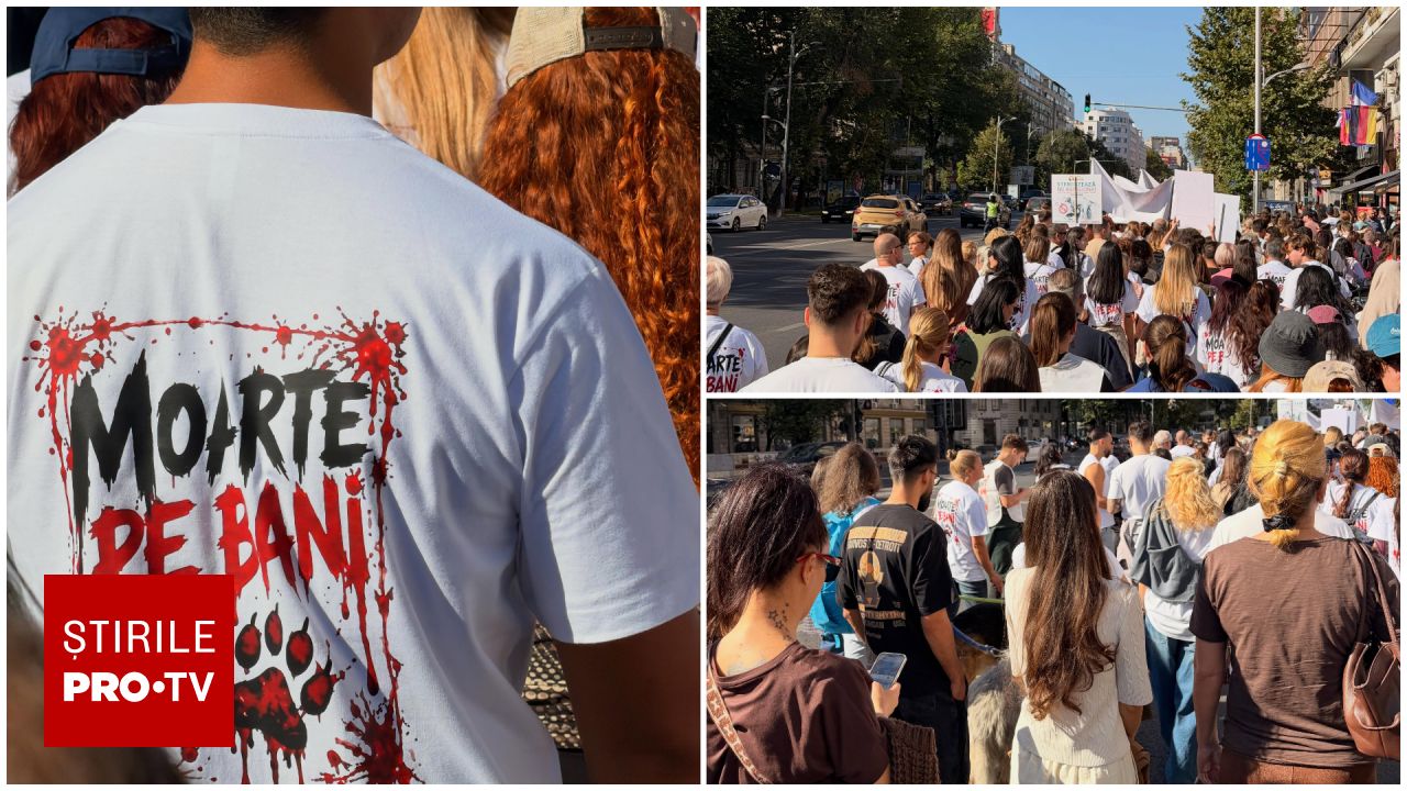Protest masiv în București: Peste 80 de ONG-uri cer oprirea uciderii câinilor în adăposturile de stat