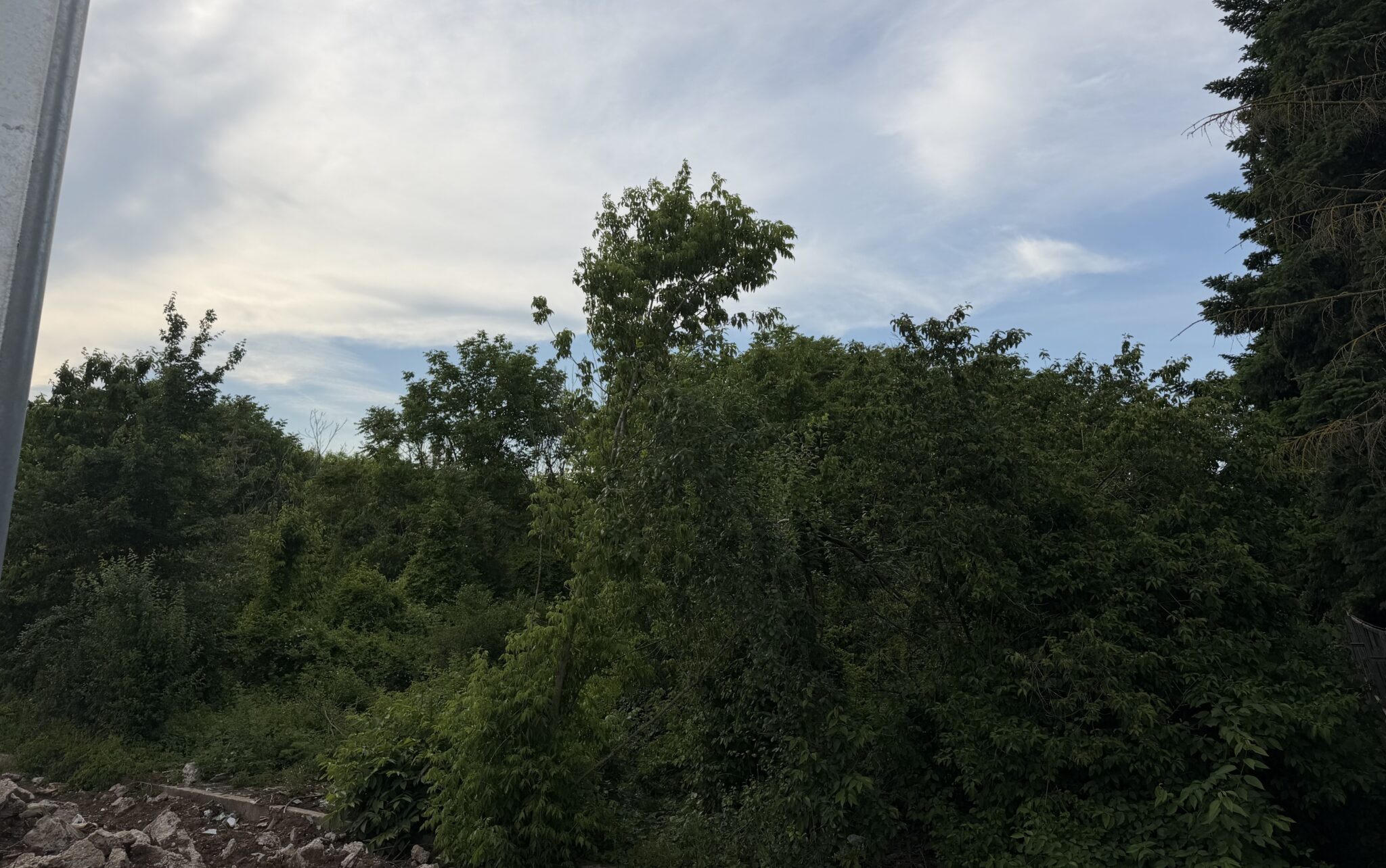 Probleme de mediu în amenajarea Parcului Serele Militare: sticlă spartă în sol și vegetație valoroasă