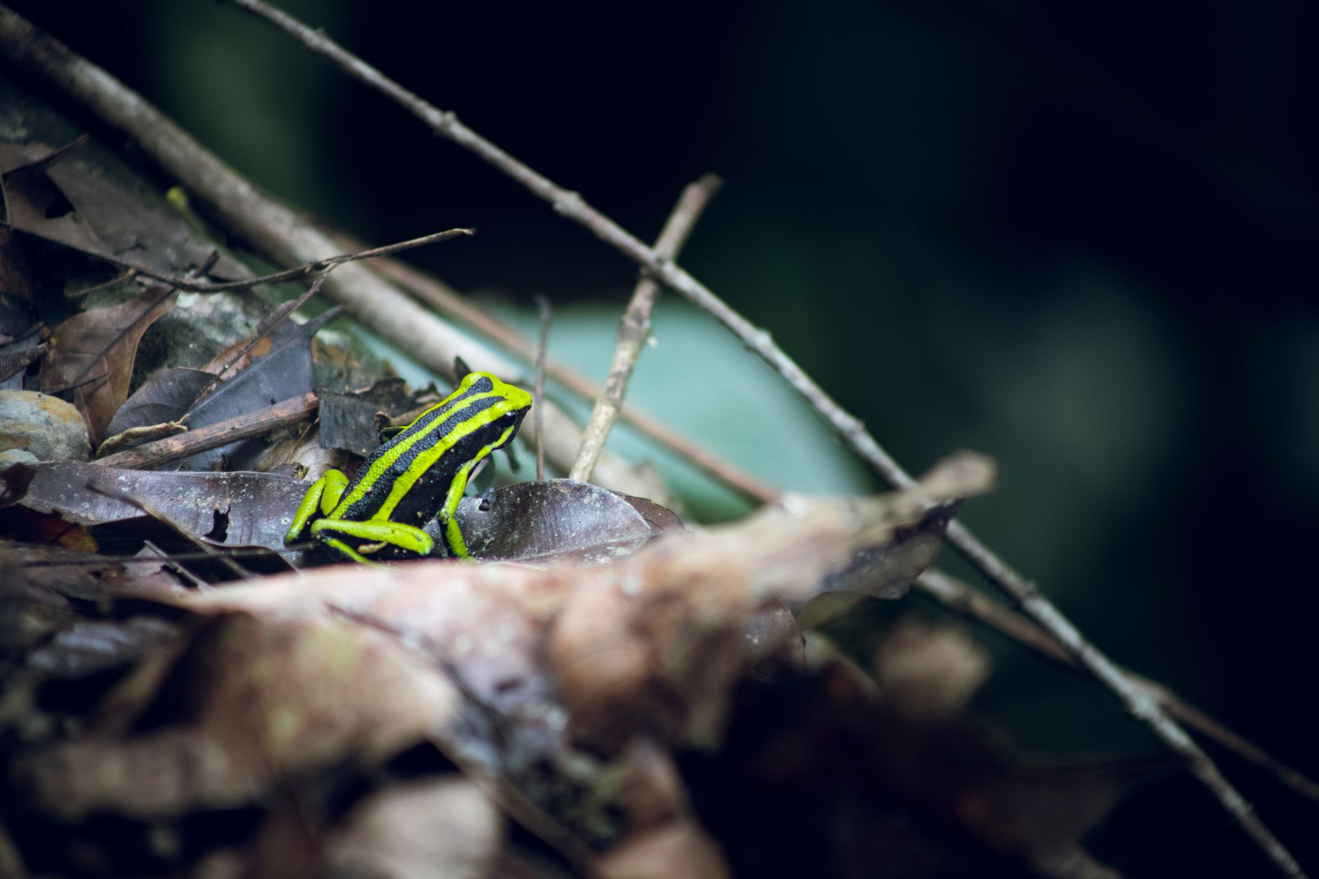 O nouă specie de broască otrăvitoare a fost descoperită în Ecuador: este numită „derutantă” de cercetători