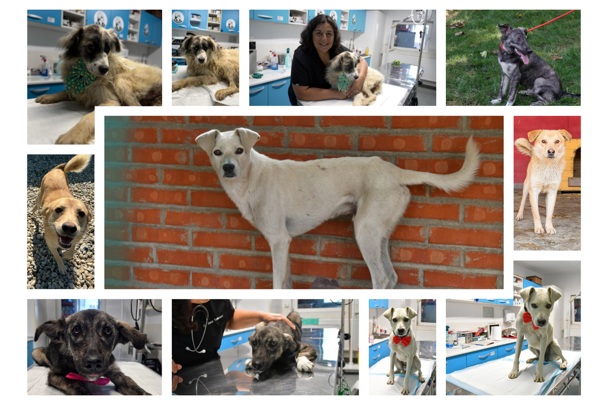 Ce îi face pe oameni să ezite în adopția animalelor de companie, conform unui studiu global