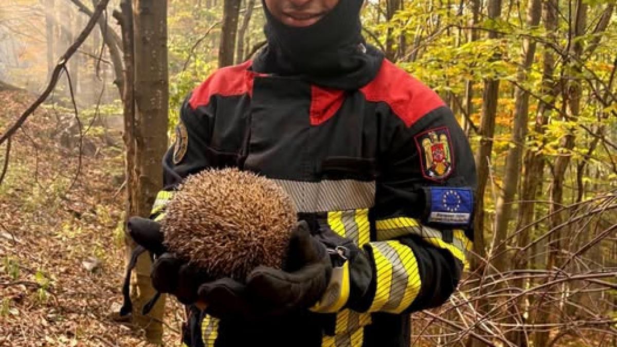 Moment emoționant în Parcul Național Domogled: un pui de arici a fost salvat de la un incendiu de vegetație