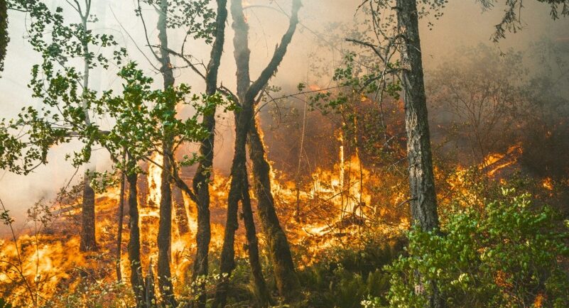 Incendiul forestier de la Dofteana a fost stins după șapte zile de luptă continuă cu focul