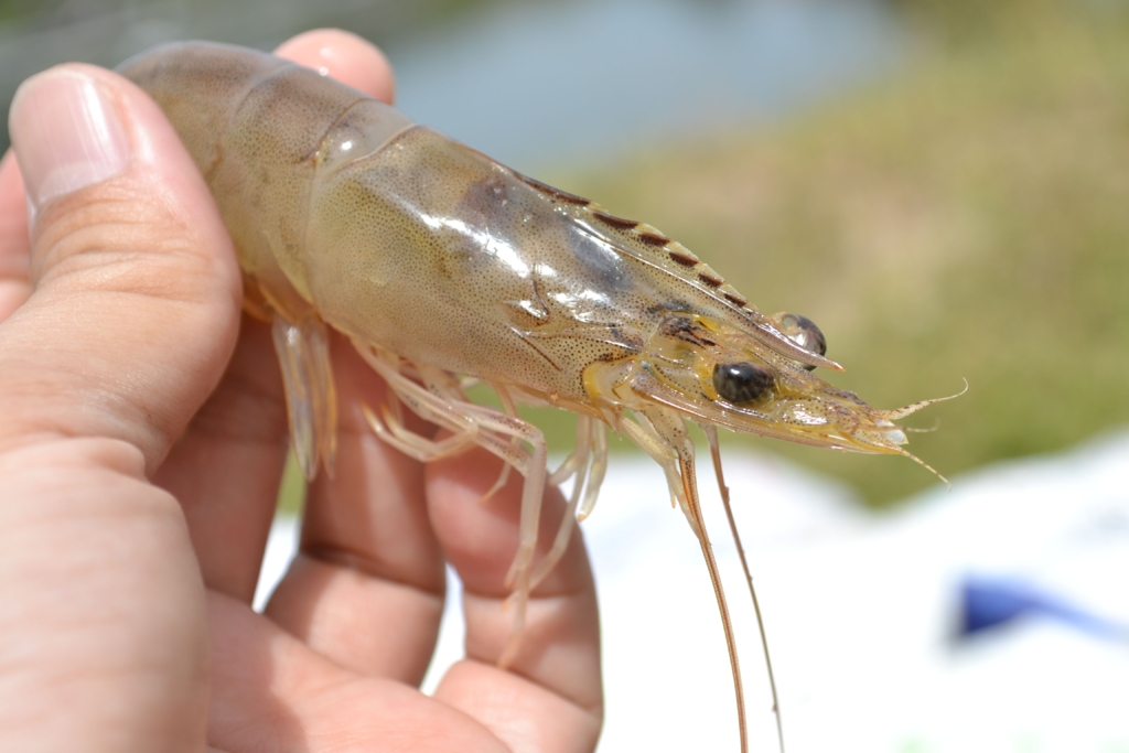 Specie de creveți din Asia se răspândește în Dunăre, cercetătorii de la Galați au reușit reproducerea lor în laborator