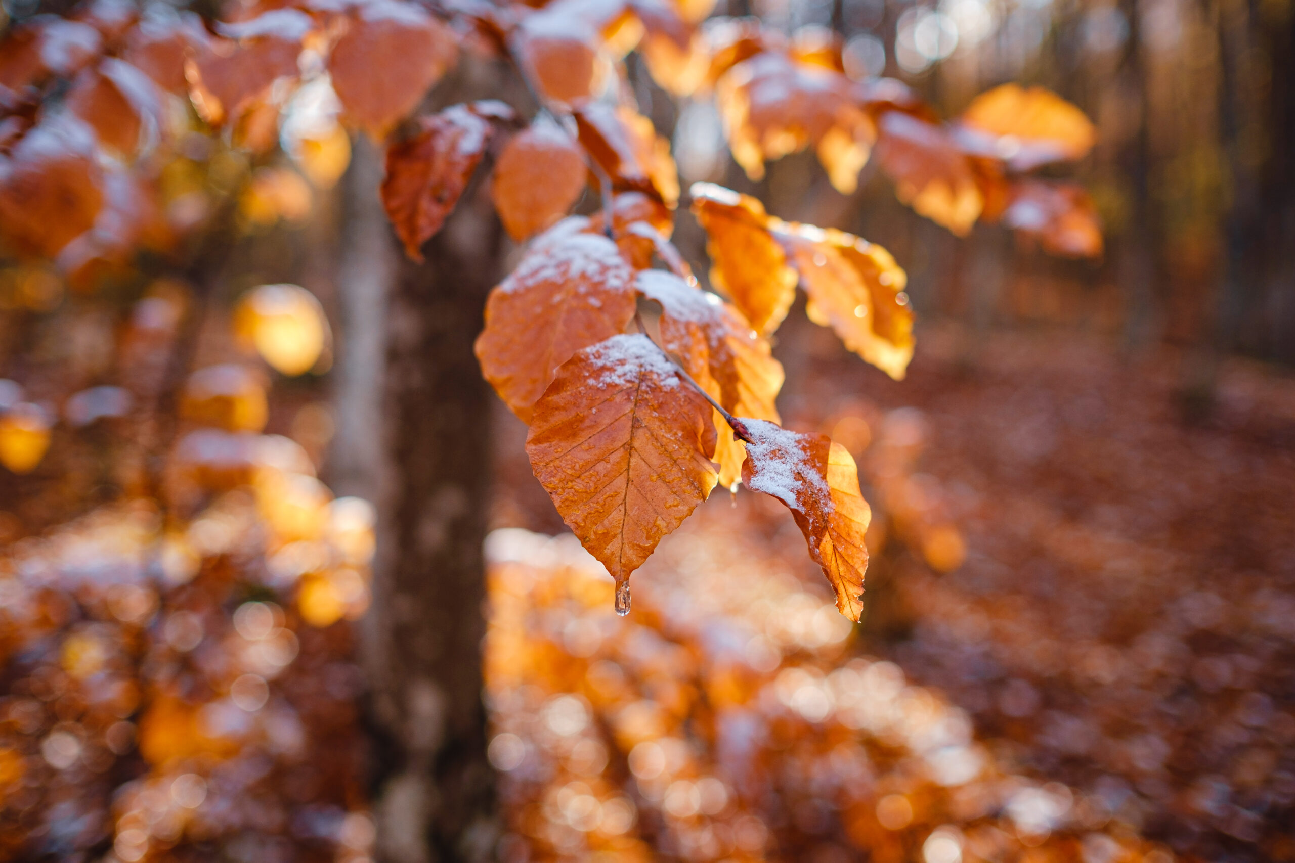 Schimbare radicală de temperaturi în România: vine frigul de duminică, avertizare de la ANM