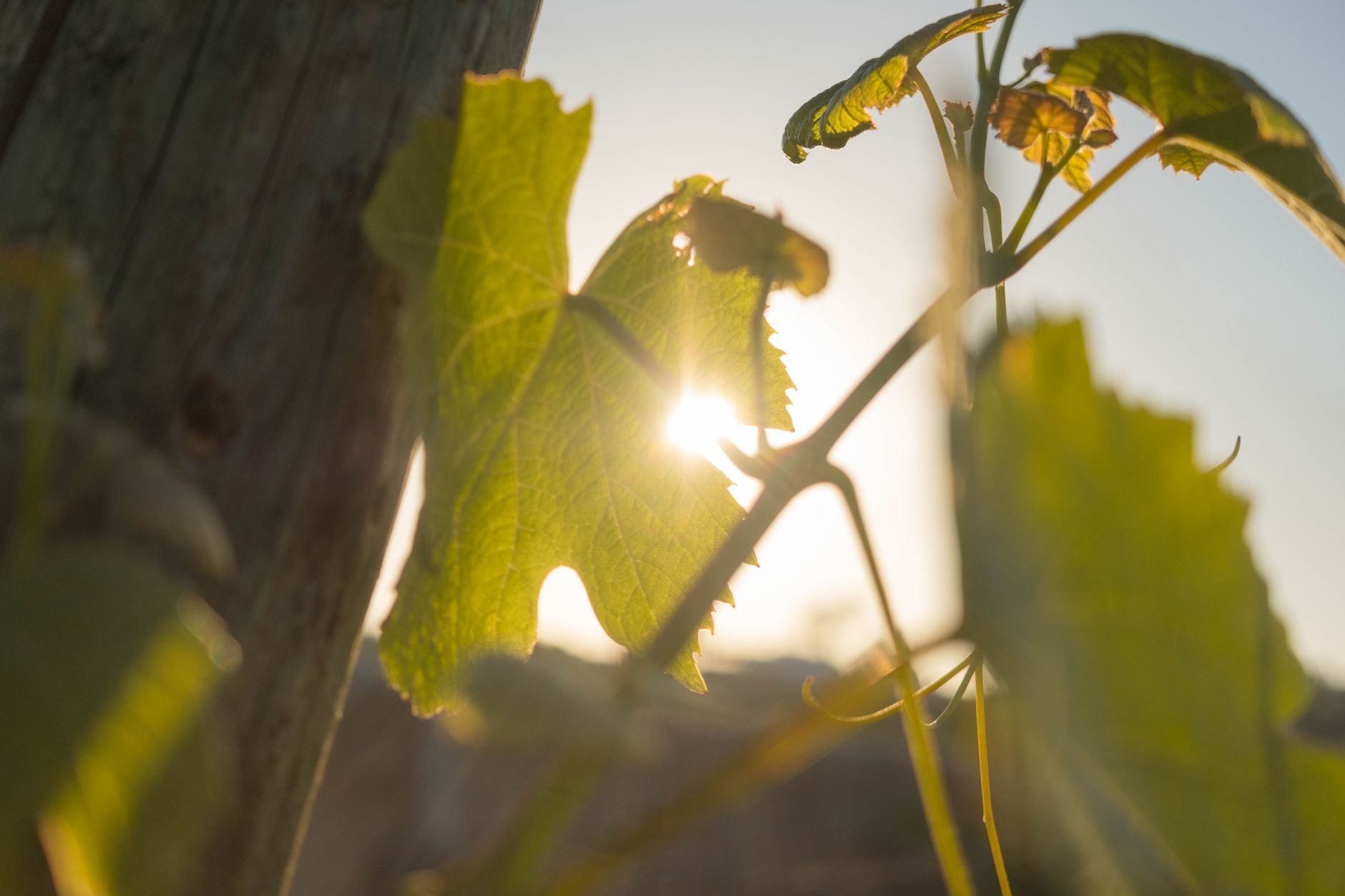 Producția de vin din Franța se îndreaptă spre un minim istoric din cauza caniculei