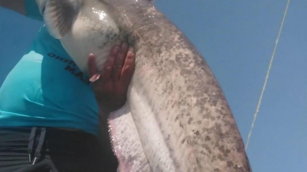 Captură spectaculoasă în Delta Dunării: un somn de 80 de kilograme a fost prins și eliberat