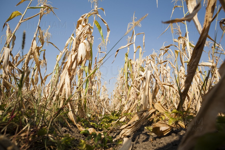 Seceta extremă din Bihor pune agricultura în pragul falimentului: recoltele au scăzut cu 94%
