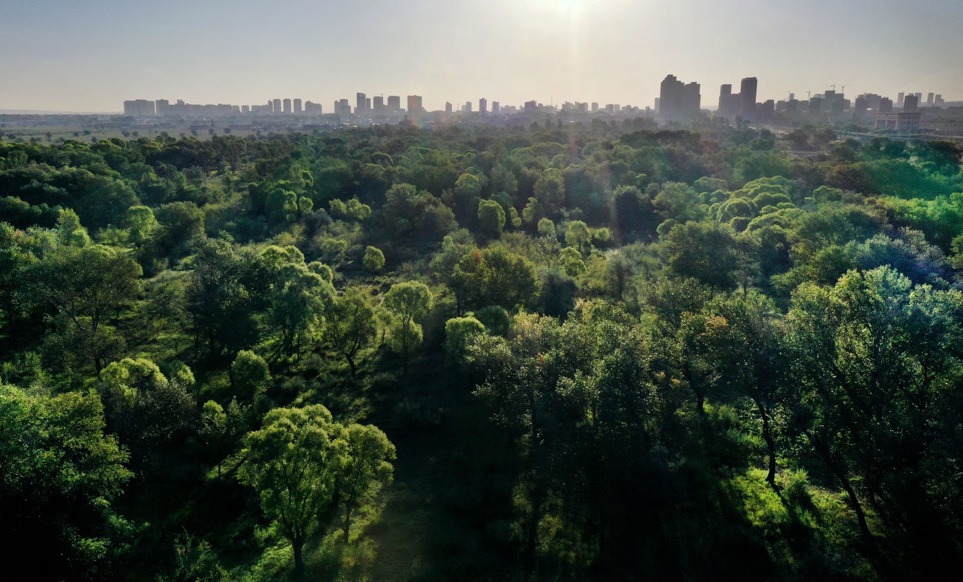 O donație de 5.000 de dolari a transformat un deșert din China într-o pădure de 50.000 de arbori
