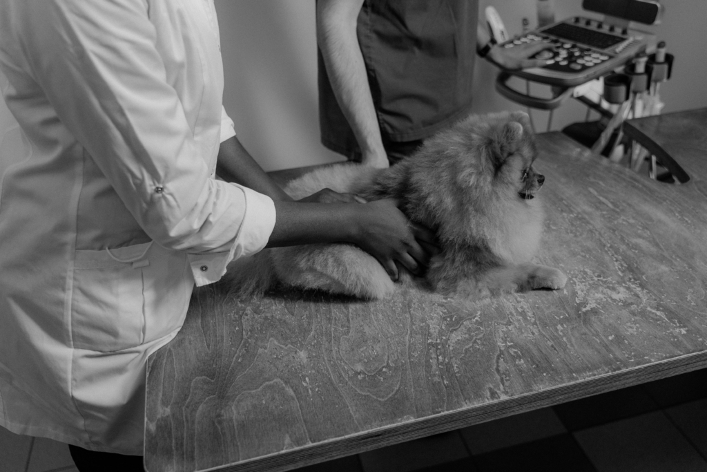 Spital veterinar din București amendat de ANSPDCP pentru refuzul de a furniza date personale