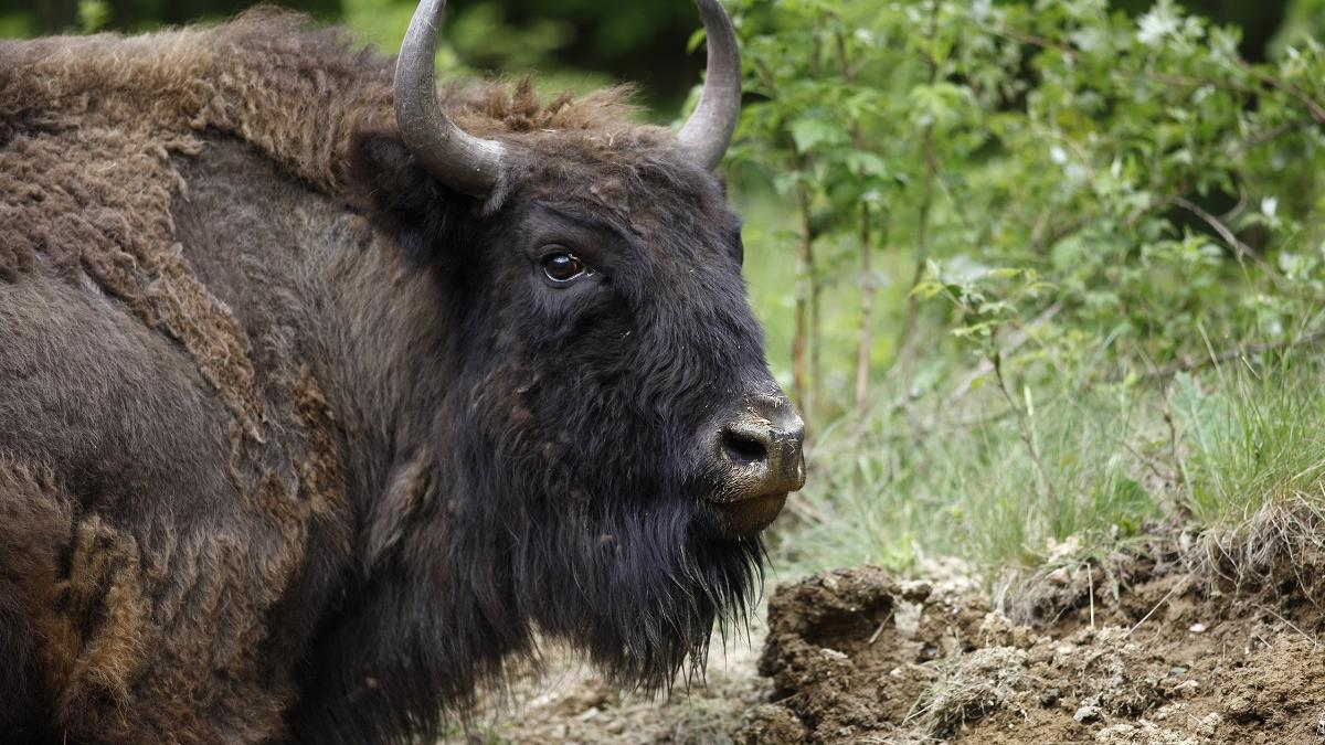 Descoperire macabră în Bistrița-Năsăud: Un zimbru a fost găsit decapitat într-o pădure