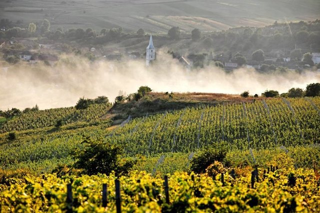 Fermierii pot primi sprijin de 333 lei/ha pentru culturile afectate de secetă