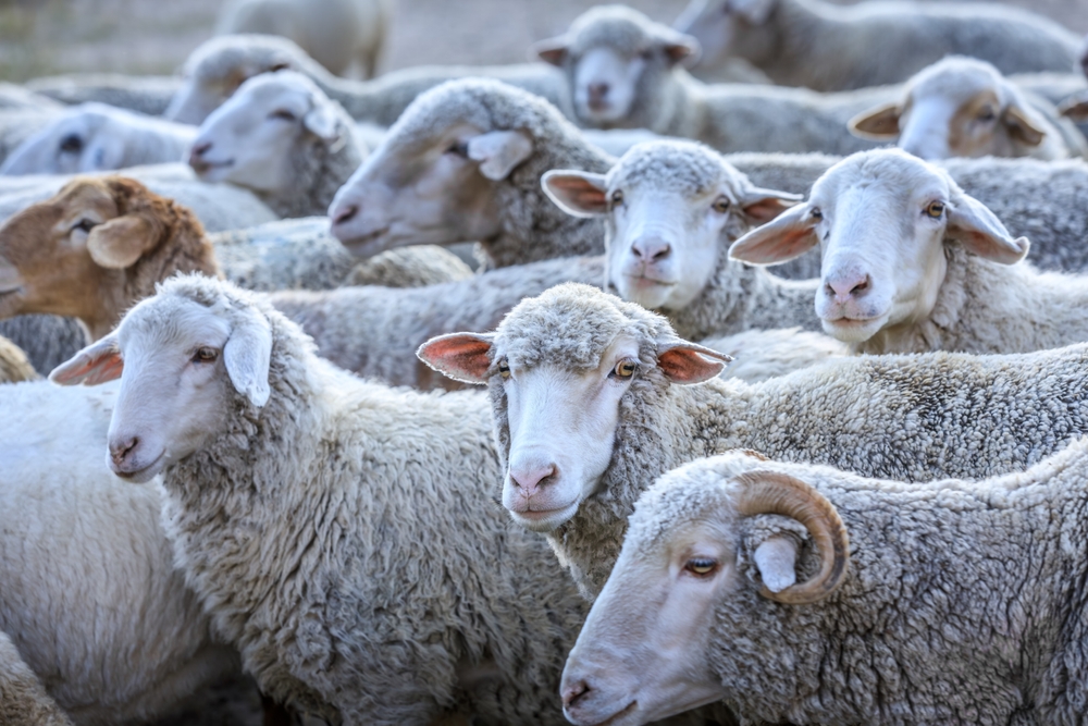 Șase județe din România nu au vaccin pentru imunizarea animalelor împotriva antraxului