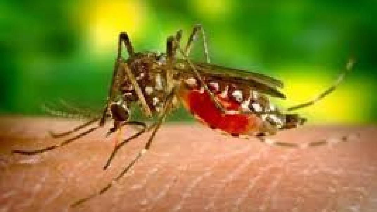 121 de cazuri de West Nile înregistrate în România, inclusiv 8 decese confirmate