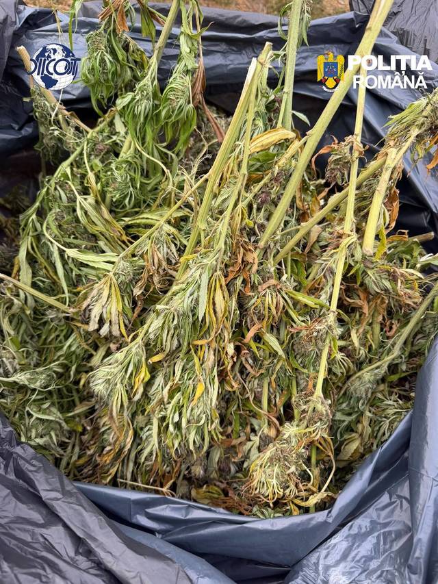 Culturi de canabis descoperite în Cluj: zeci de kilograme de droguri găsite și patru persoane arestate