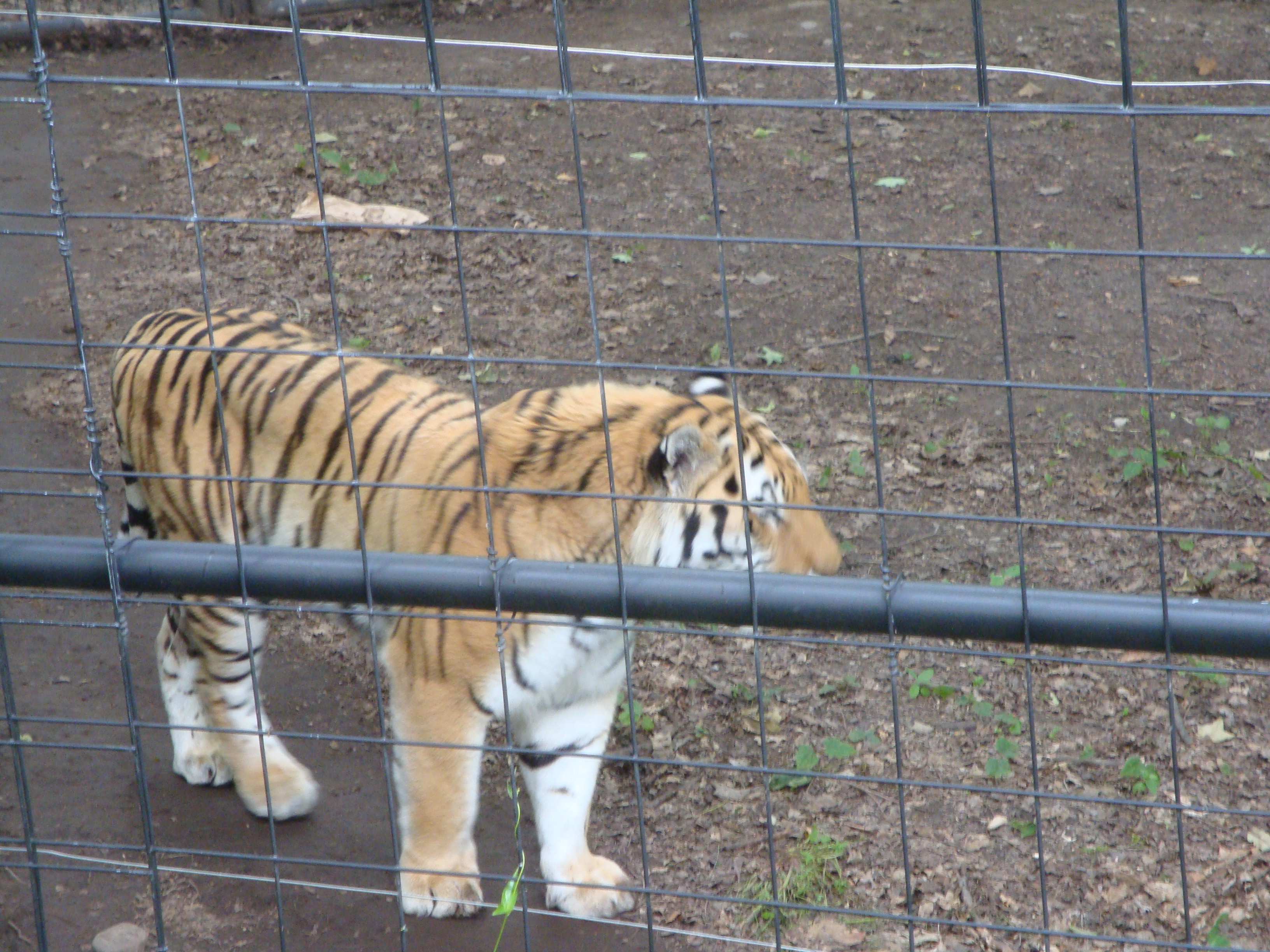 Tragedie într-un parc zoologic din Marea Britanie: un bărbat a murit după ce a fost atacat de un tigru