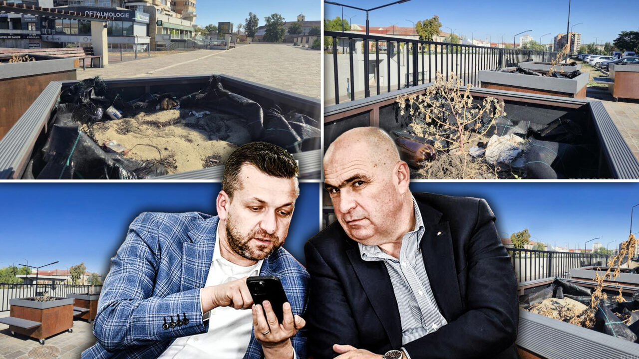 Investiția de milioane de lei din Oradea e un dezastru: copacii din ghivece scumpe s-au uscat