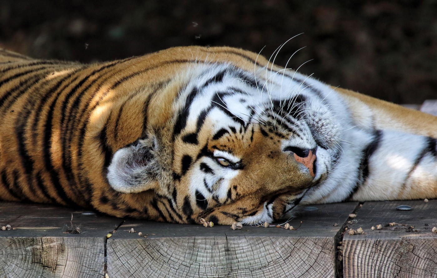 Tragedie într-o grădină zoologică din Marea Britanie: un bărbat a fost ucis de un tigru