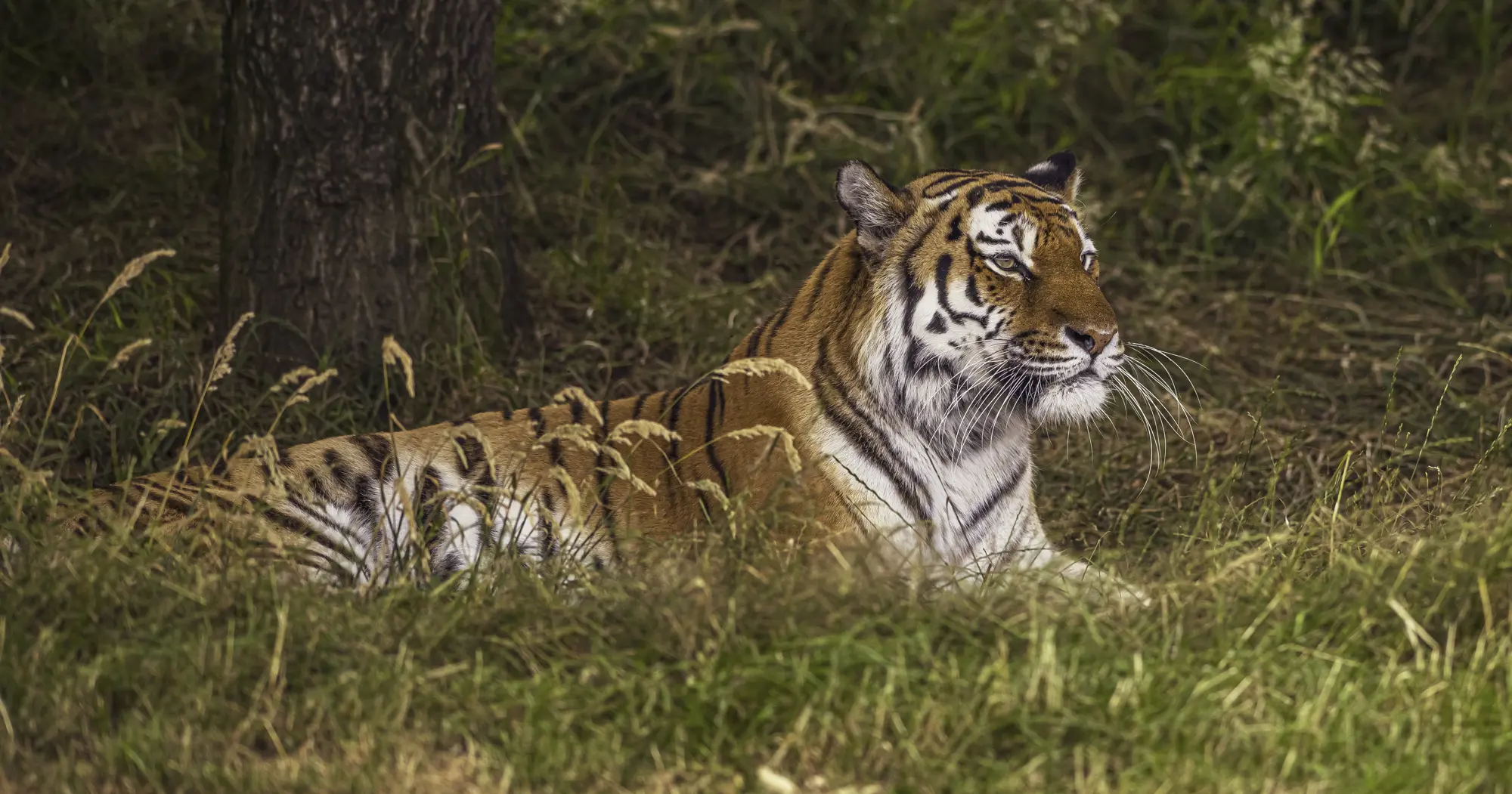 Tragedie în Marea Britanie: Un bărbat a fost ucis de un tigru în Yorkshire Wildlife Park