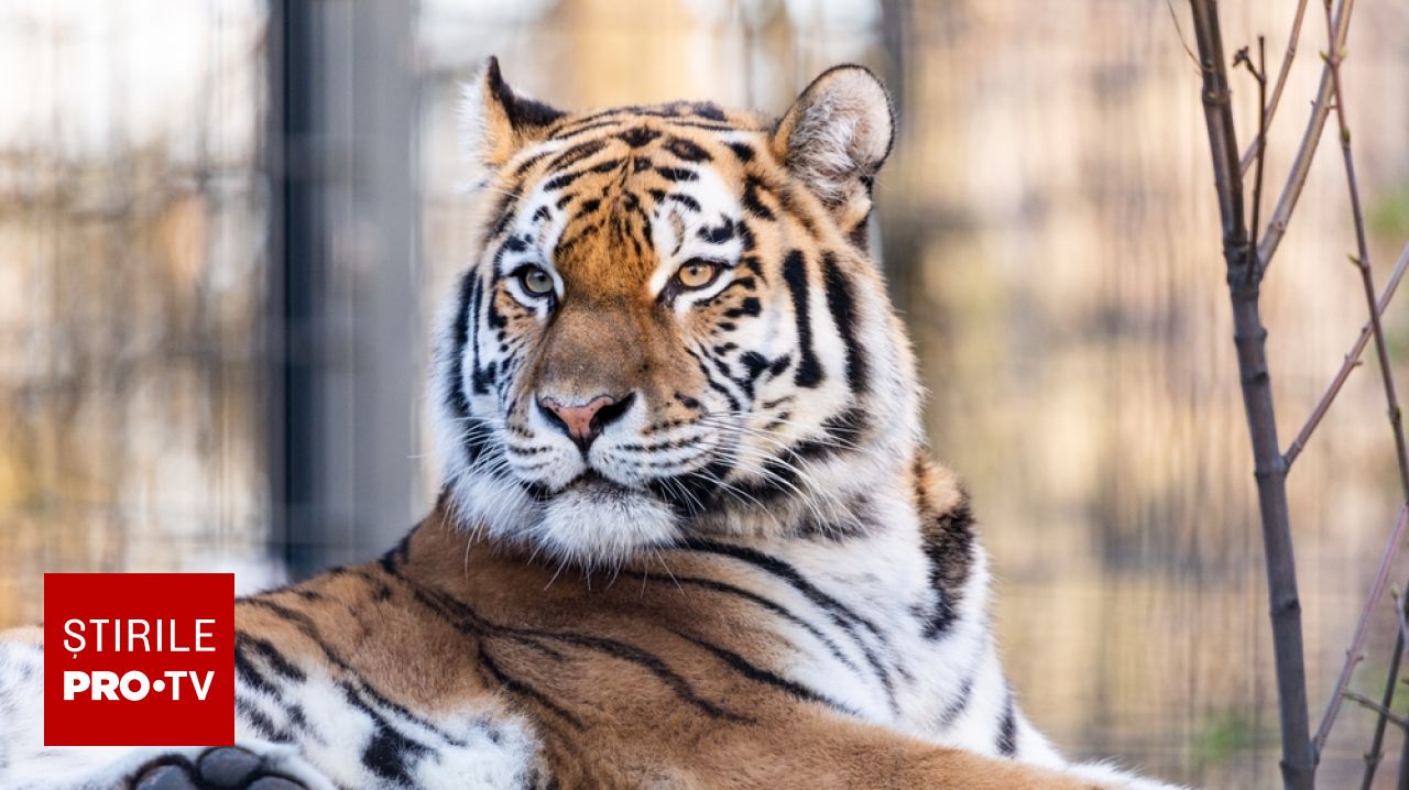 Tragedie într-o grădină zoologică din Marea Britanie: un bărbat a fost ucis de un tigru