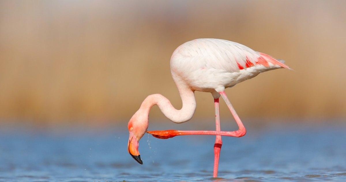 Spectacol neașteptat pe Lacul Techirghiol: flamingo au fost observați în județul Constanța