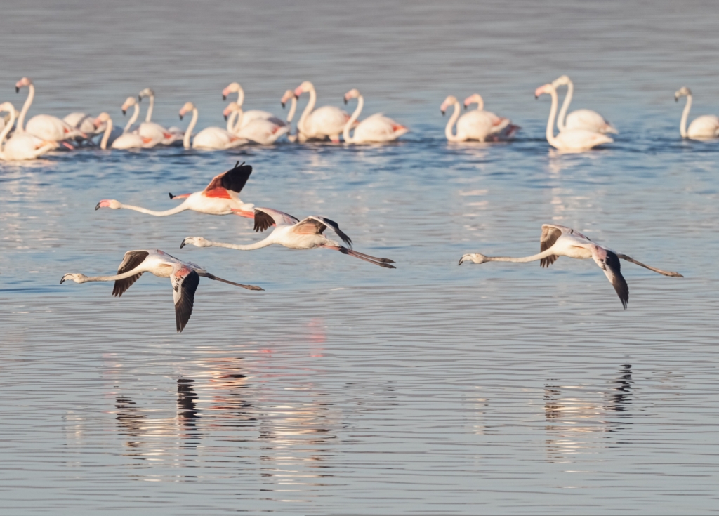Prezența păsărilor flamingo în România crește, specialiștii estimează că pot deveni o specie rezidentă