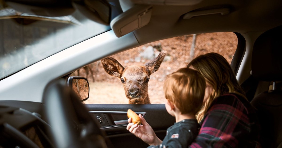 Parc Omega: Rezervația din Canada unde turiștii pot hrăni animale sălbatice direct de la mașină
