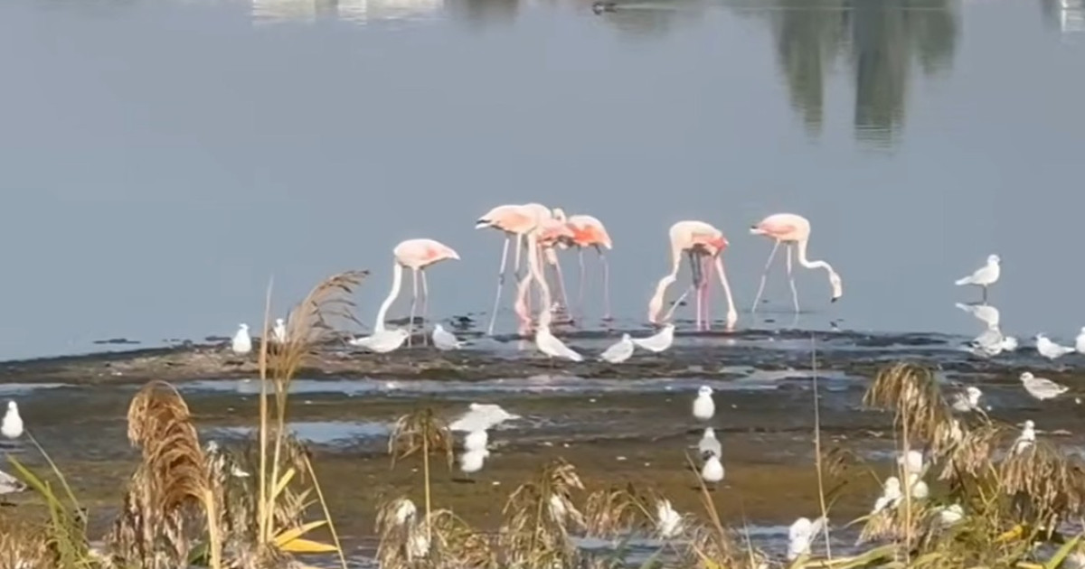 Păsări Flamingo au fost filmate pe malul lacului Techirghiol, specialiștii anunță o schimbare