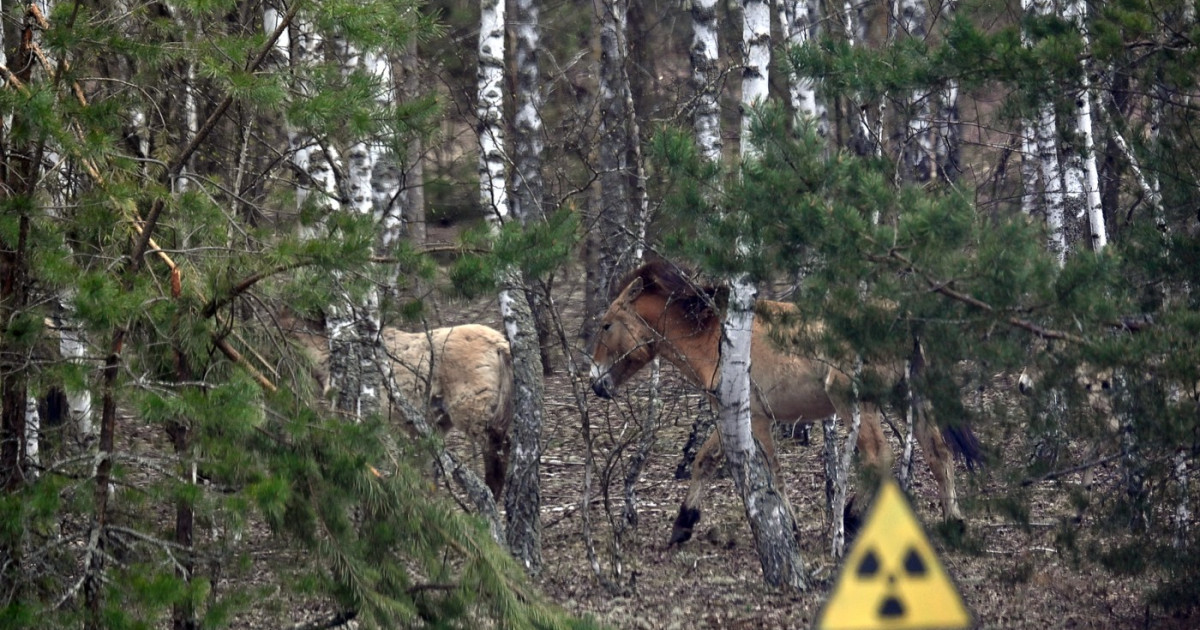 Cernobîl a devenit o rezervație naturală neașteptată, în ciuda radiațiilor
