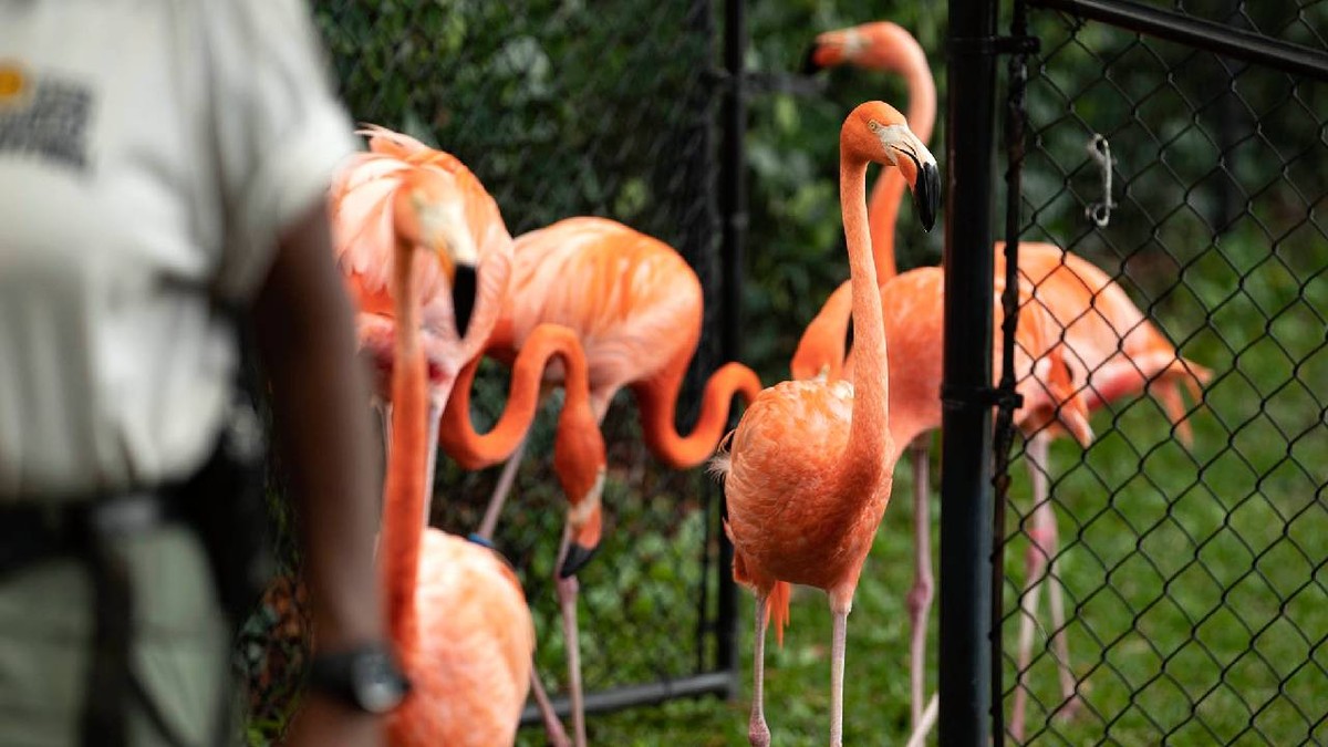 30 de flamingo au fost salvate într-o baie în timpul uraganului Isaias, în Florida