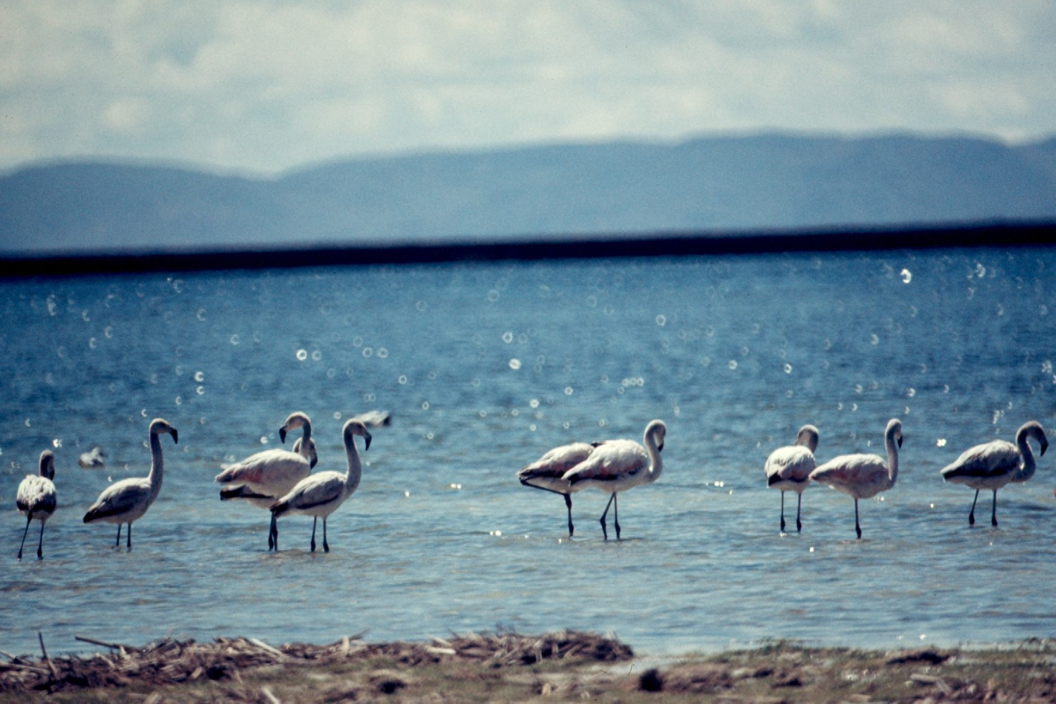 Spectacol de culoare în Dobrogea: peste 100 de flamingo au fost observate pe lacurile Sinoe și Techirghiol