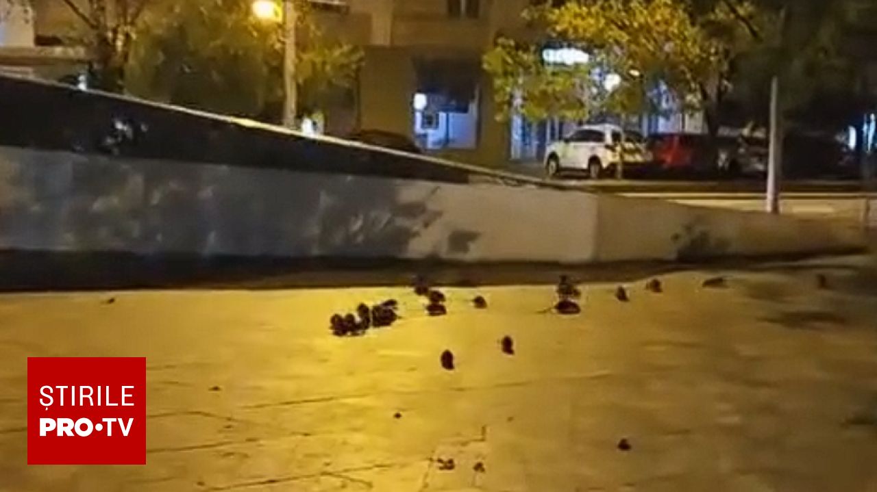 Rozătoare filmate pe trotuare în centrul Bucureștiului. Primăria Capitalei explică măsurile luate