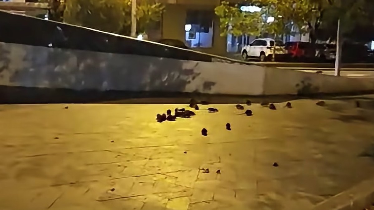 Prezența șobolanilor în centrul Bucureștiului, după un videoclip viral din zona Pieței Sfânta Vineri