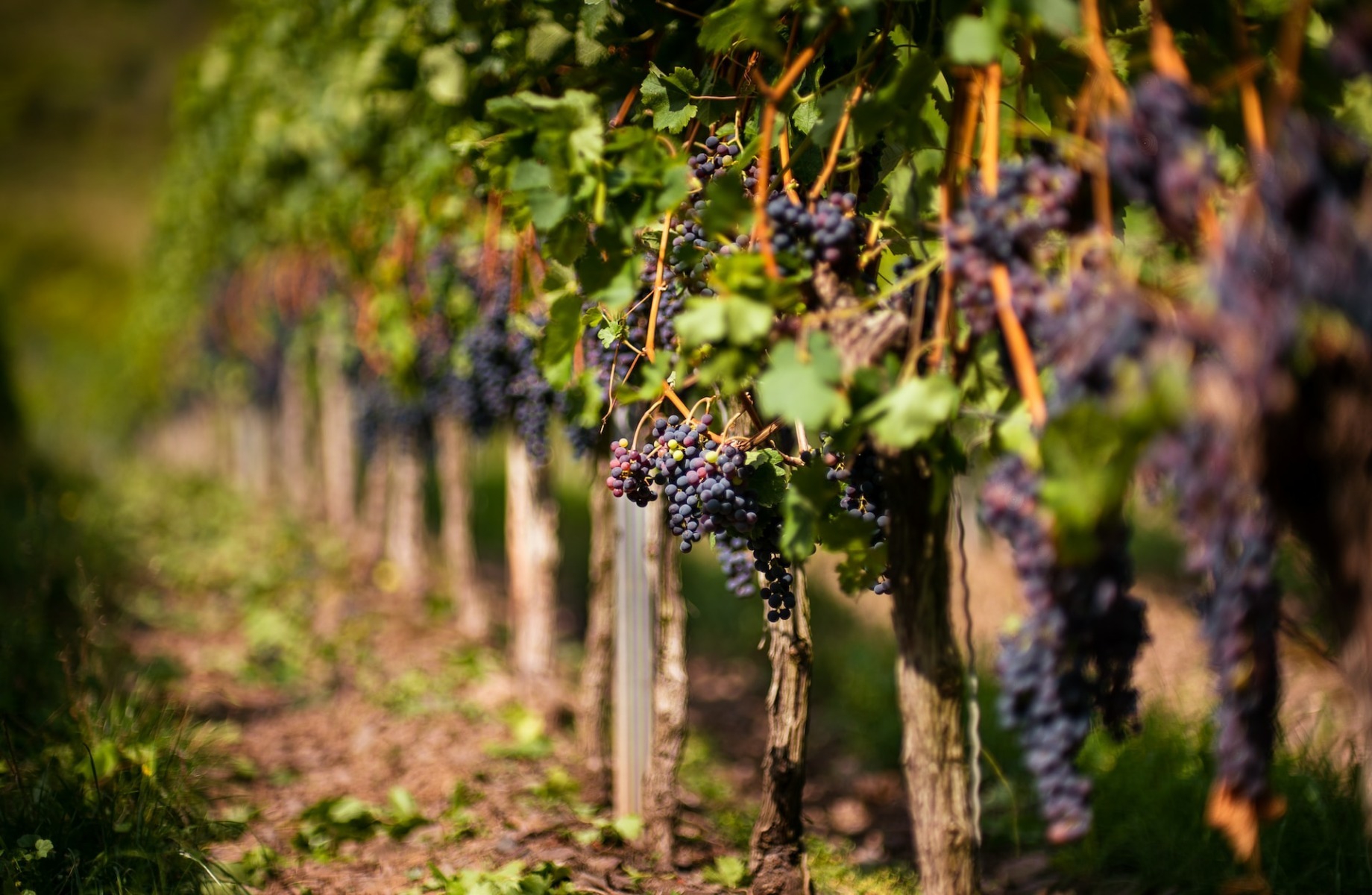 Producția de vin în județul Iași: Cantități mai mici, dar calitate superioară pentru exporturi