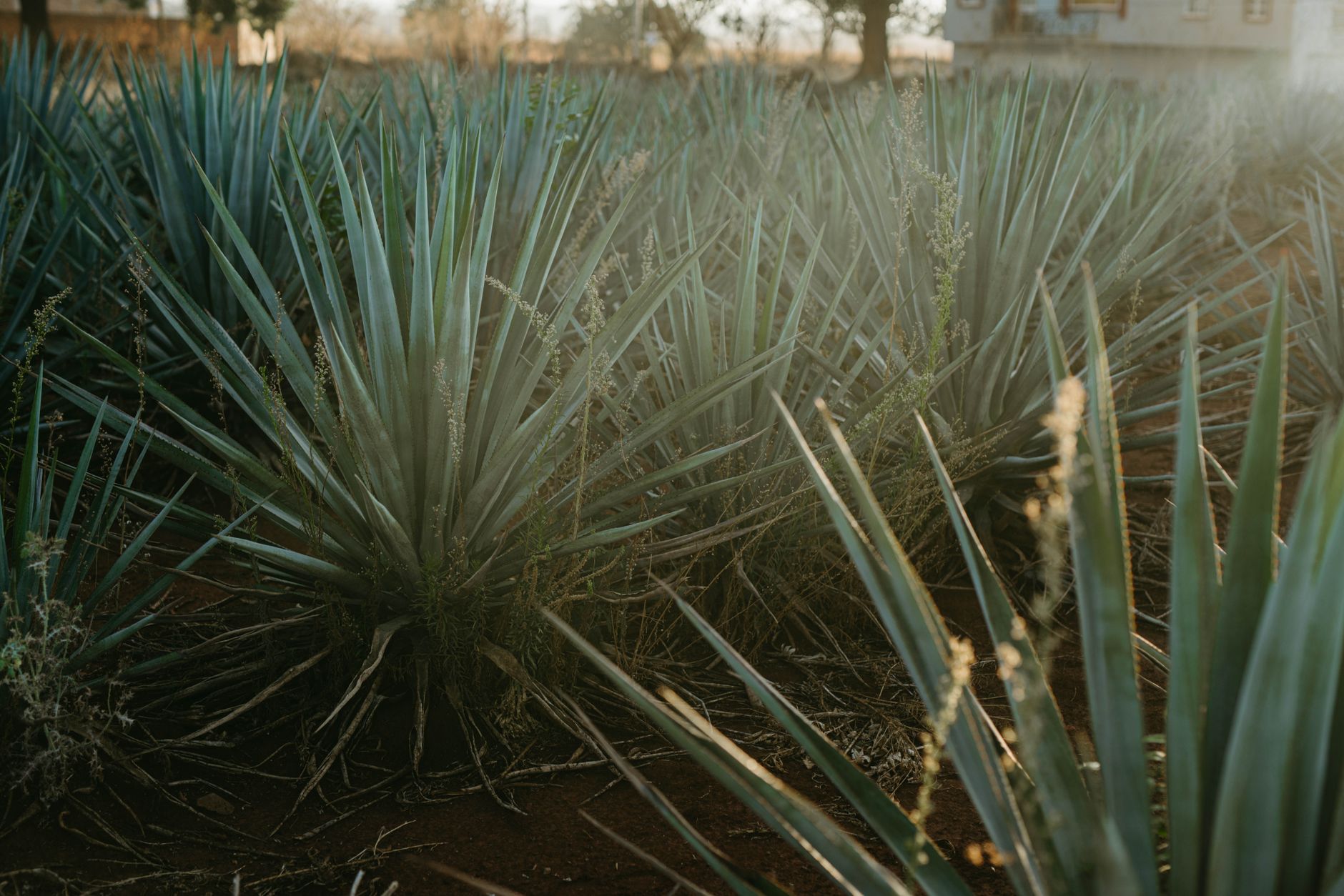 Viticultorii din California înlocuiesc vița de vie cu agave pentru a produce băuturi alcoolice