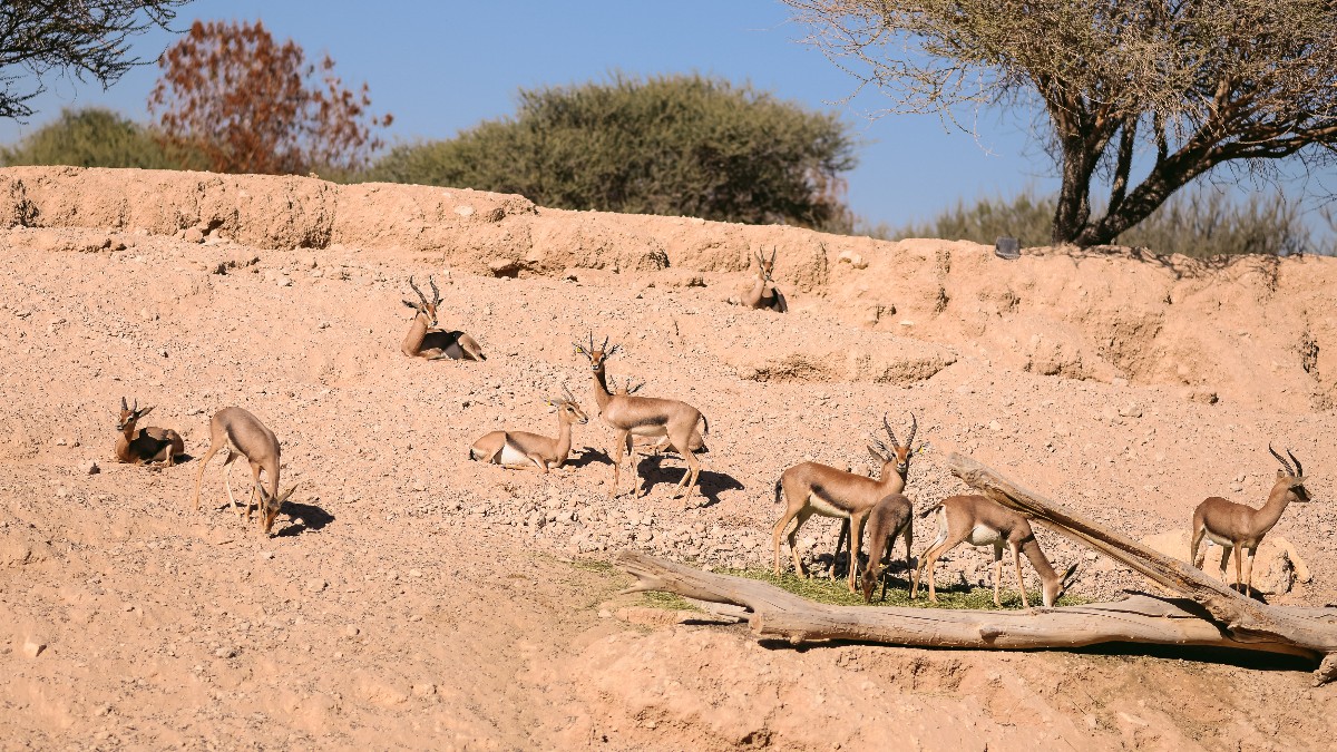 Succesul reintroducerii speciilor de gazele în deșertul Rub’ al-Khali după două decenii