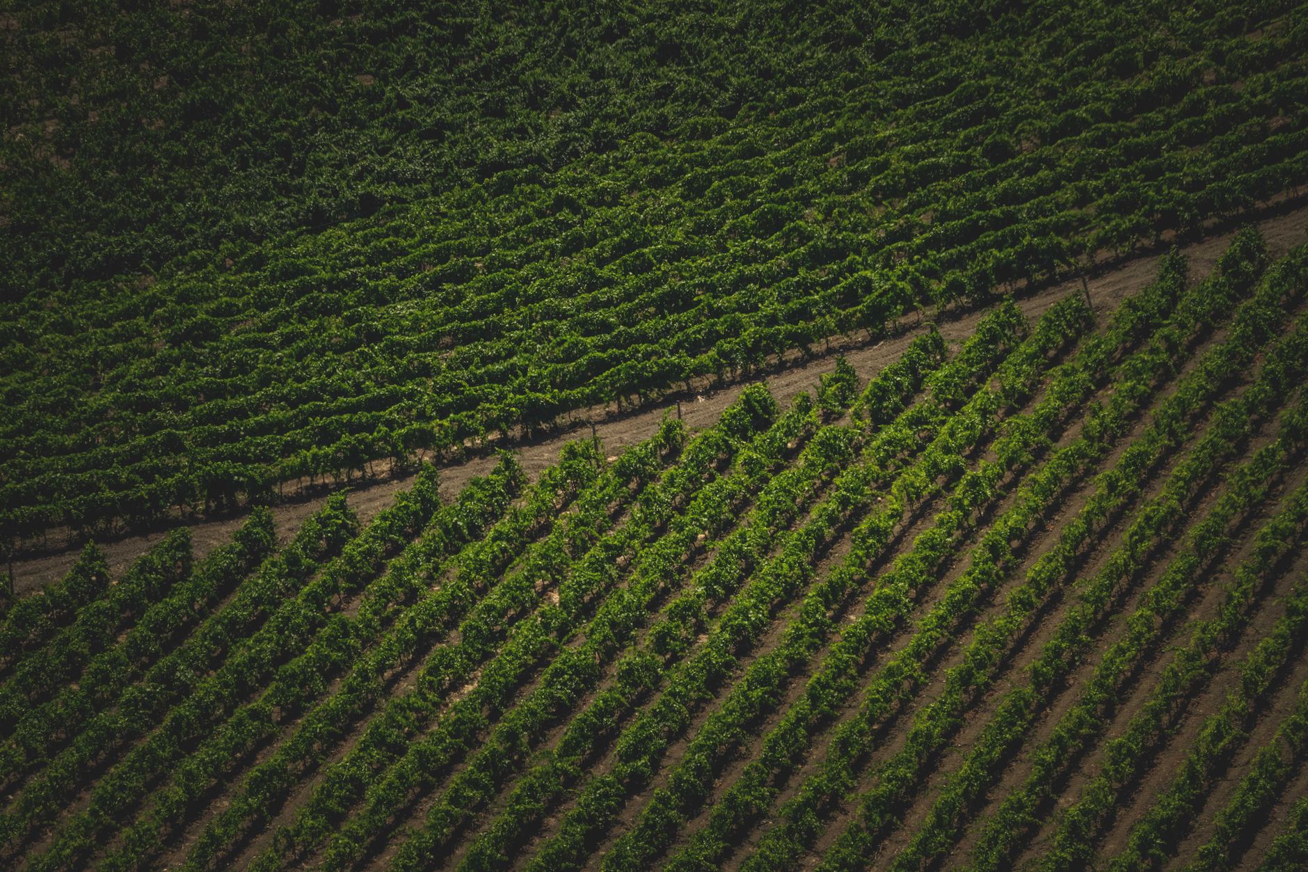 Producția de vin în Germania va scădea la cel mai scăzut nivel din ultimul deceniu