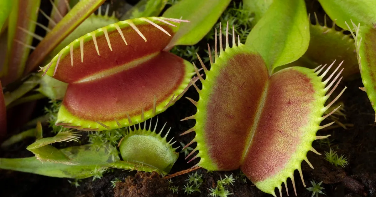 Plantele carnivore pot mânca oameni? Realitatea din spatele prădătorilor vegetali