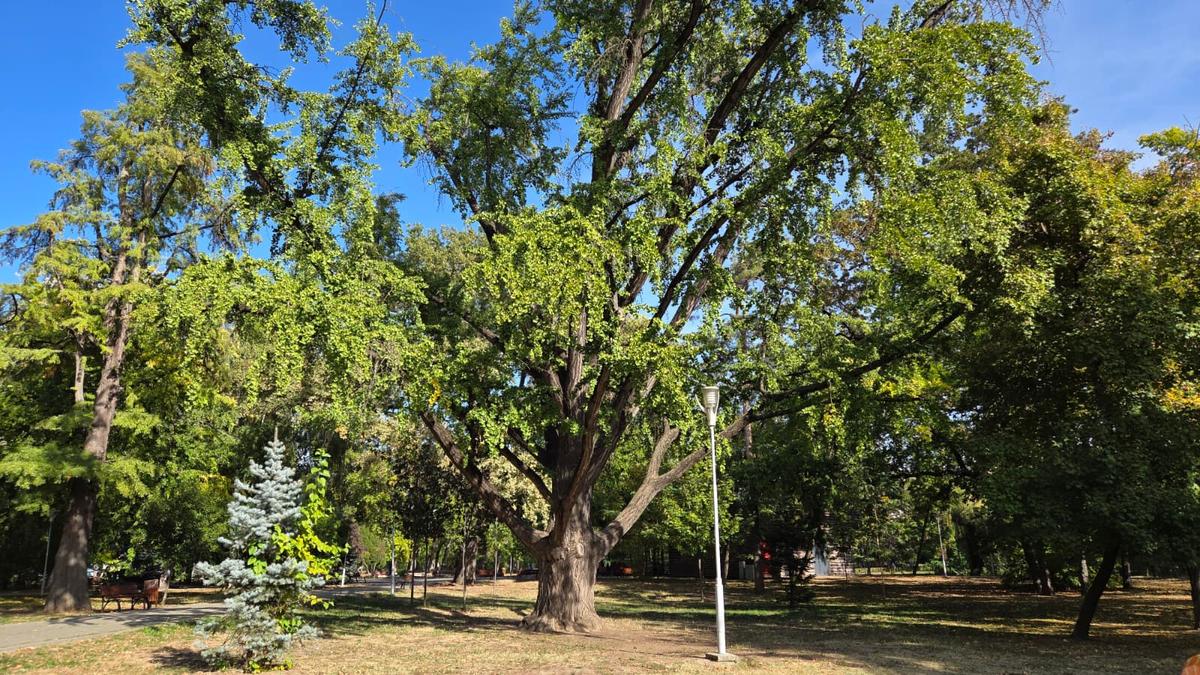 Timișoara identifică primii arbori remarcabili: un Ginkgo biloba cu istorie de peste 120 de ani