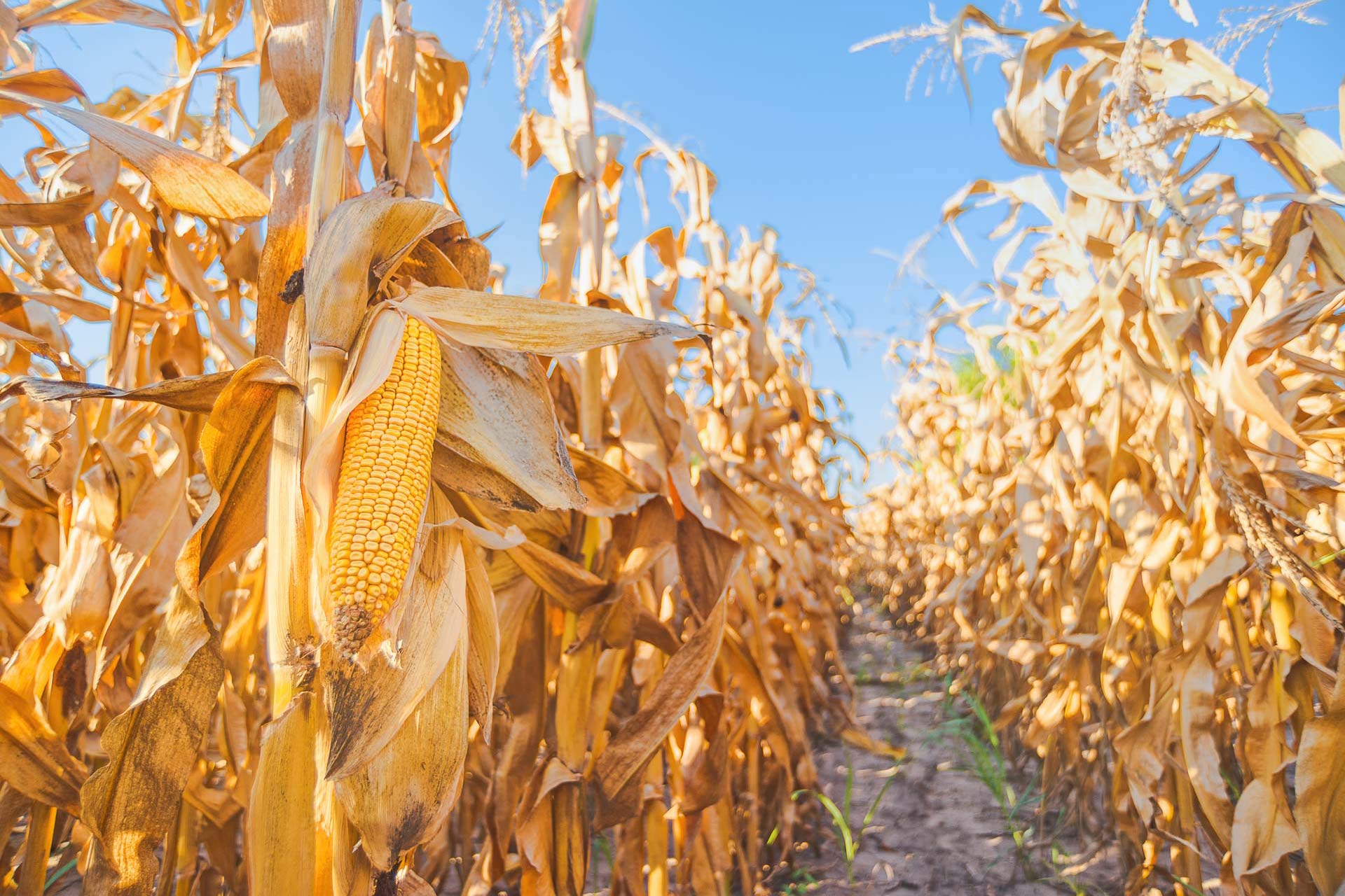 România a depășit Franța în producția de porumb, devenind al doilea cel mai mare producător european