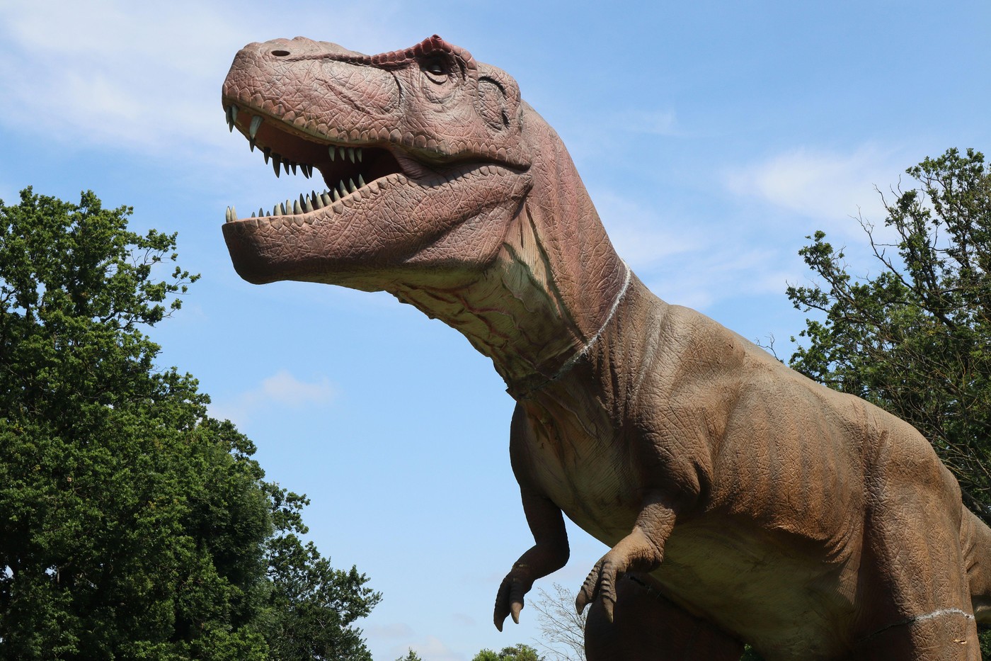 T. rex avea temperatură corporală apropiată de cea a omului, arată un nou studiu asupra dinților de dinozaur