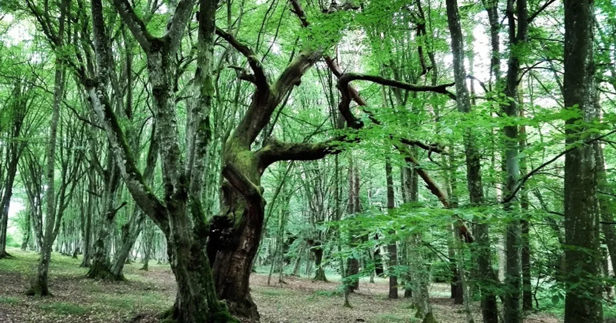 Pădurea Mociar din Mureș este cea mai bătrână din România. Unii arbori au peste 700 de ani