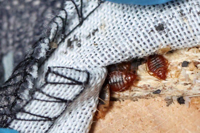 Probleme la începutul anului universitar: insecte la ASE, lipsă de mâncare la Iași și proteste în Franța