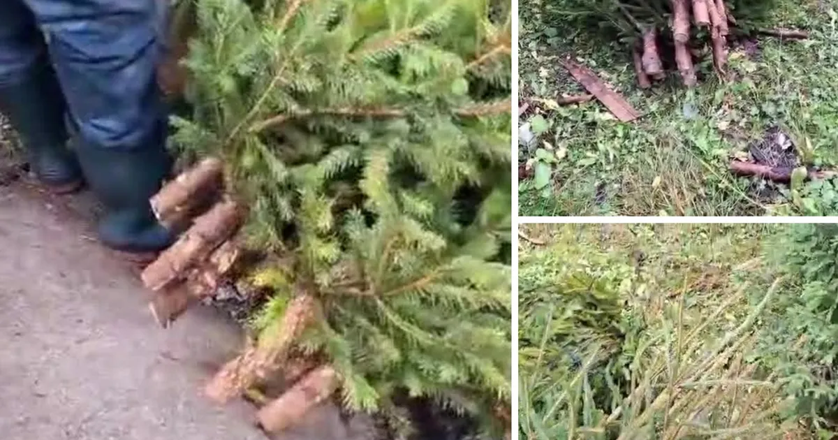 Doi bărbați au fost surprinși de jandarmi după ce au tăiat 20 de arbori în Parcul Natural Bucegi